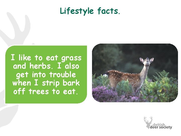 Lifestyle facts. I like to eat grass and herbs. I also get into trouble