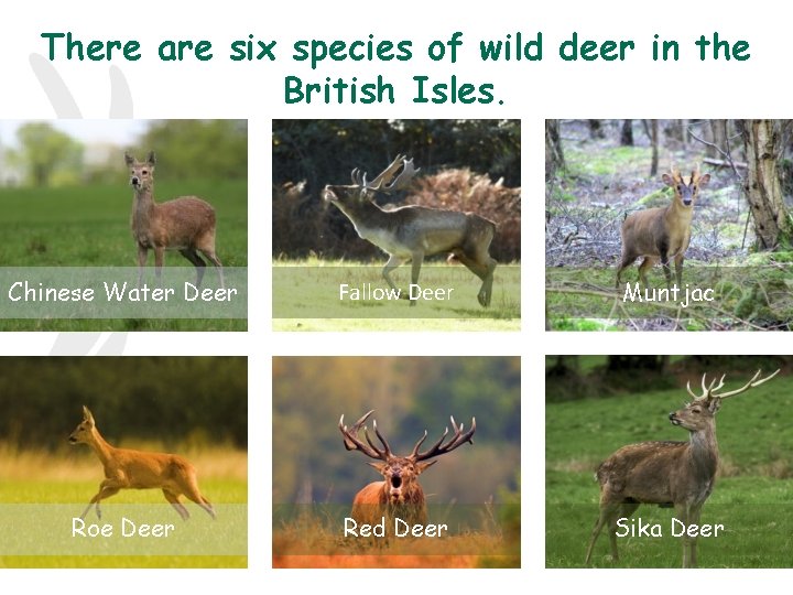 There are six species of wild deer in the British Isles. Chinese Water Deer