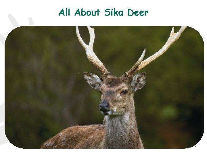 All About Sika Deer 