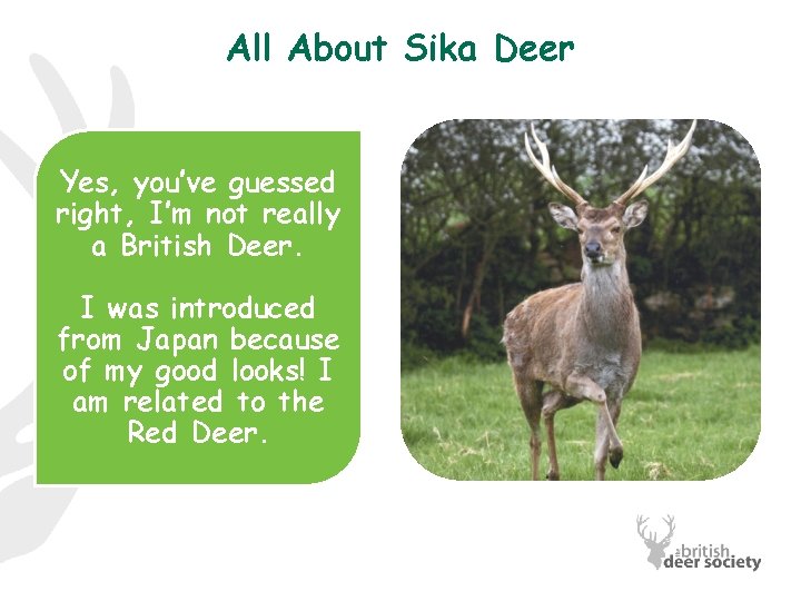 All About Sika Deer Yes, you’ve guessed right, I’m not really a British Deer.