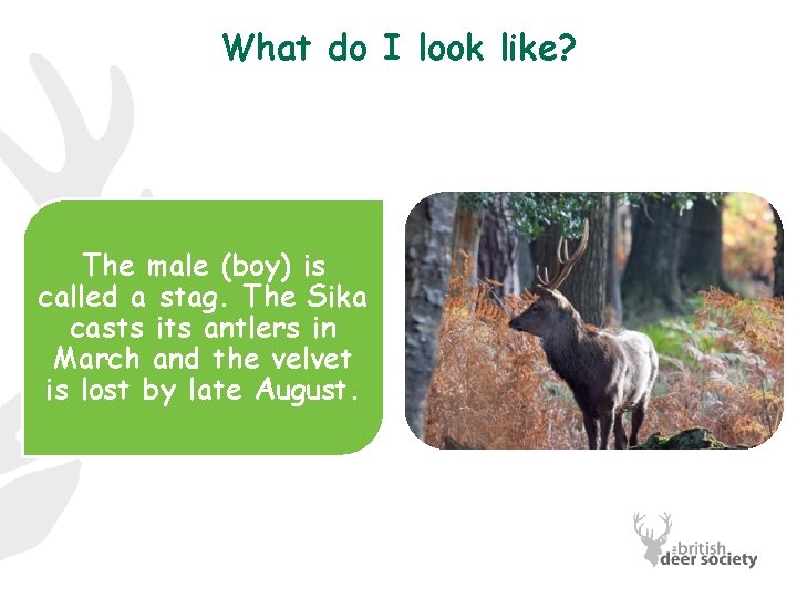 What do I look like? The male (boy) is called a stag. The Sika