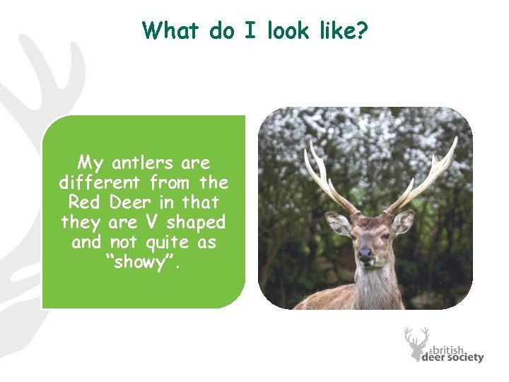 What do I look like? My antlers are different from the Red Deer in