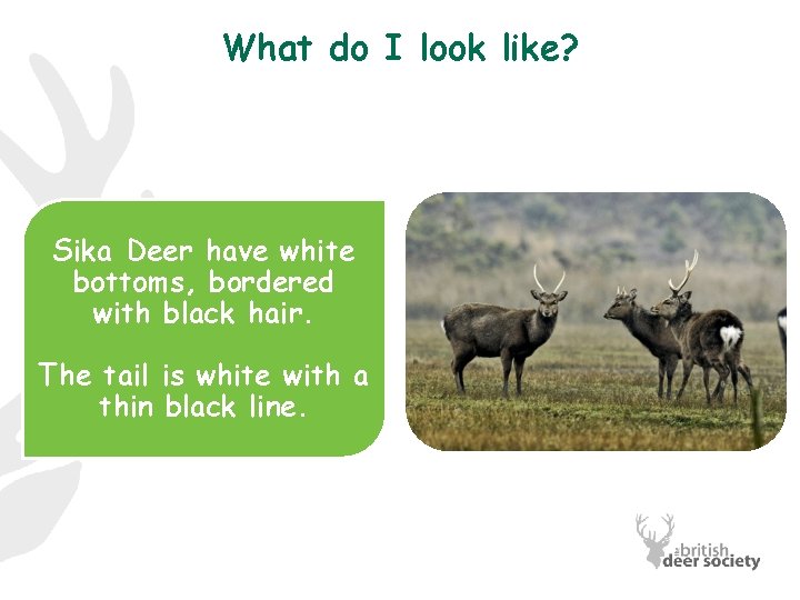 What do I look like? Sika Deer have white bottoms, bordered with black hair.