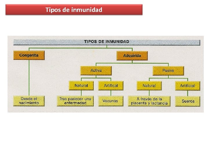 Tipos de inmunidad Tipos de inmunidad