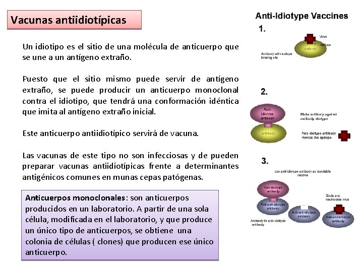 Vacunas antiidiotípicas Un idiotipo es el sitio de una molécula de anticuerpo que se Vacunas antiidiotípicas Un idiotipo es el sitio de una molécula de anticuerpo que se