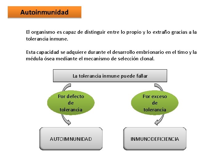 Autoinmunidad El organismo es capaz de distinguir entre lo propio y lo extraño gracias Autoinmunidad El organismo es capaz de distinguir entre lo propio y lo extraño gracias