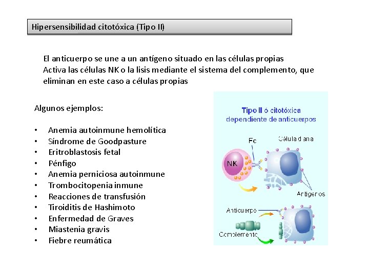 Hipersensibilidad citotóxica (Tipo II) El anticuerpo se une a un antígeno situado en las Hipersensibilidad citotóxica (Tipo II) El anticuerpo se une a un antígeno situado en las