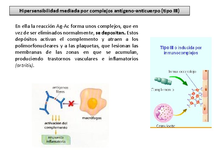 Hipersensibilidad mediada por complejos antígeno-anticuerpo (tipo III) En ella la reacción Ag-Ac forma unos Hipersensibilidad mediada por complejos antígeno-anticuerpo (tipo III) En ella la reacción Ag-Ac forma unos