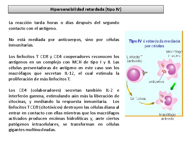 Hipersensibilidad retardada (tipo IV) La reacción tarda horas o días después del segundo contacto Hipersensibilidad retardada (tipo IV) La reacción tarda horas o días después del segundo contacto