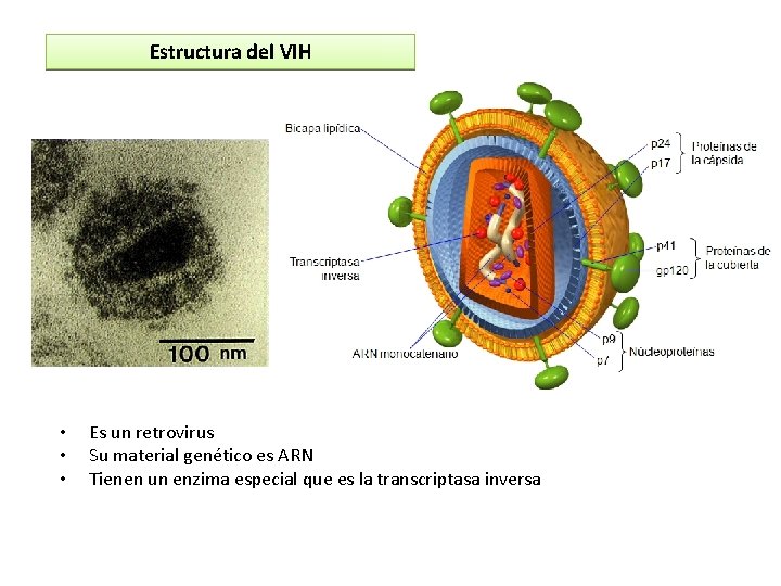 Estructura del VIH • • • Es un retrovirus Su material genético es ARN Estructura del VIH • • • Es un retrovirus Su material genético es ARN
