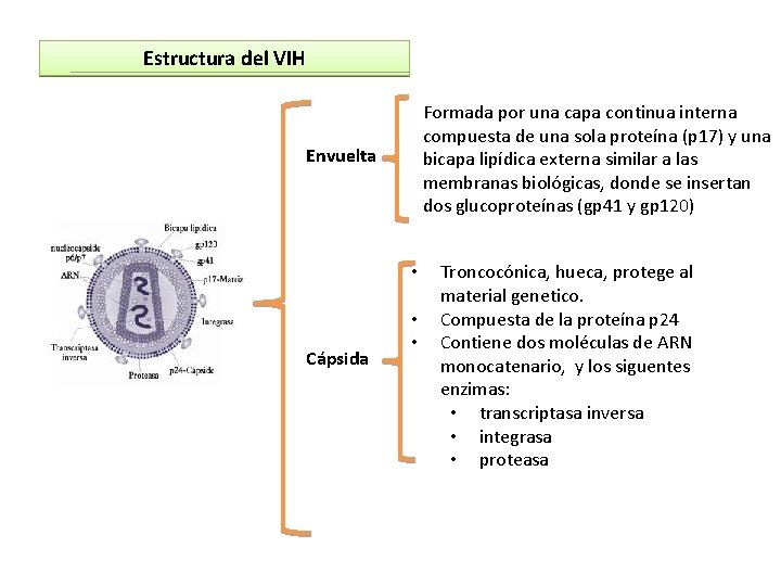 Estructura del VIH Formada por una capa continua interna compuesta de una sola proteína Estructura del VIH Formada por una capa continua interna compuesta de una sola proteína