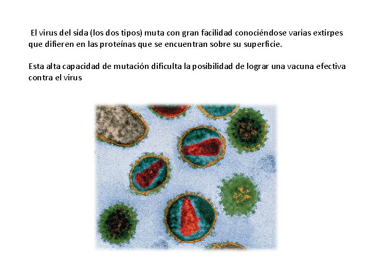 El virus del sida (los dos tipos) muta con gran facilidad conociéndose varias El virus del sida (los dos tipos) muta con gran facilidad conociéndose varias