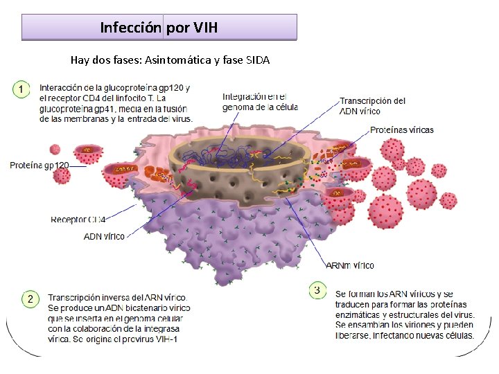 Infección por VIH Hay dos fases: Asintomática y fase SIDA Infección por VIH Hay dos fases: Asintomática y fase SIDA