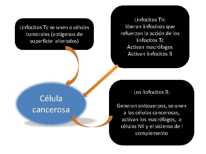 Linfocitos Tc se unen a células tumorales (antígenos de superficie alterados) Célula cancerosa Linfocitos Linfocitos Tc se unen a células tumorales (antígenos de superficie alterados) Célula cancerosa Linfocitos