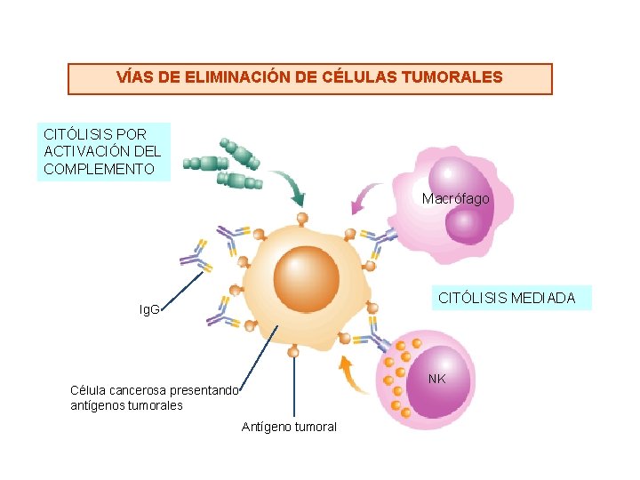 VÍAS DE ELIMINACIÓN DE CÉLULAS TUMORALES CITÓLISIS POR ACTIVACIÓN DEL COMPLEMENTO Macrófago CITÓLISIS MEDIADA VÍAS DE ELIMINACIÓN DE CÉLULAS TUMORALES CITÓLISIS POR ACTIVACIÓN DEL COMPLEMENTO Macrófago CITÓLISIS MEDIADA