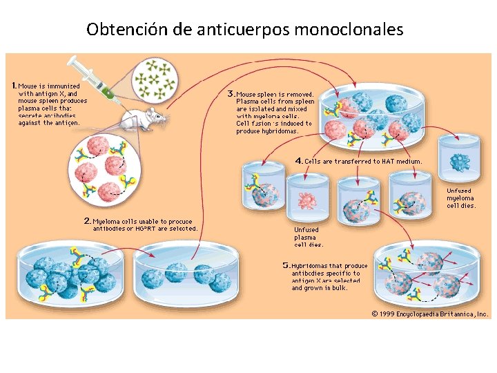 Obtención de anticuerpos monoclonales Obtención de anticuerpos monoclonales
