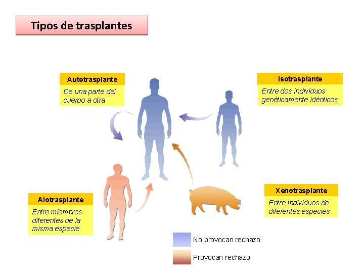 Tipos de trasplantes Isotrasplante Autotrasplante Entre dos individuos genéticamente idénticos De una parte del Tipos de trasplantes Isotrasplante Autotrasplante Entre dos individuos genéticamente idénticos De una parte del