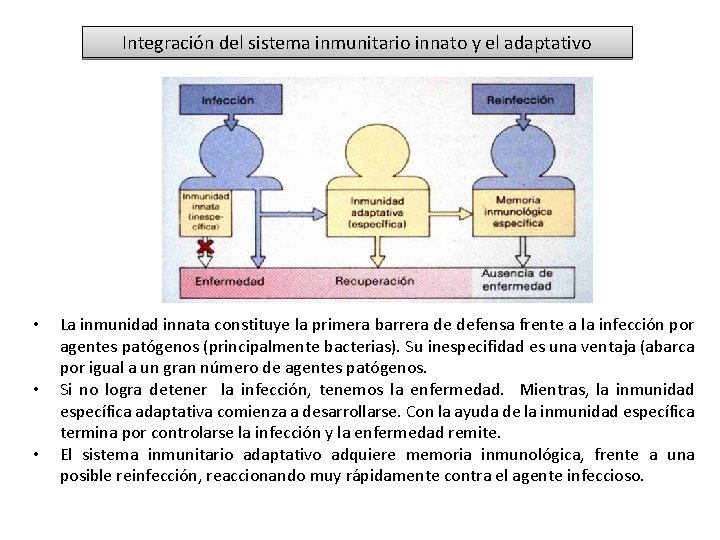 Integración del sistema inmunitario innato y el adaptativo • • • La inmunidad innata Integración del sistema inmunitario innato y el adaptativo • • • La inmunidad innata