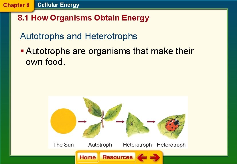 Chapter 8 Cellular Energy 8. 1 How Organisms Obtain Energy Autotrophs and Heterotrophs §