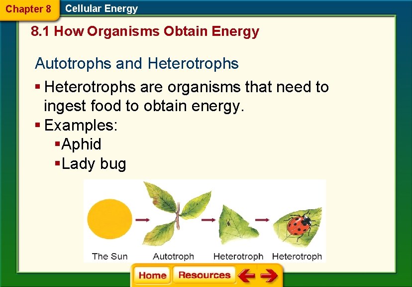 Chapter 8 Cellular Energy 8. 1 How Organisms Obtain Energy Autotrophs and Heterotrophs §