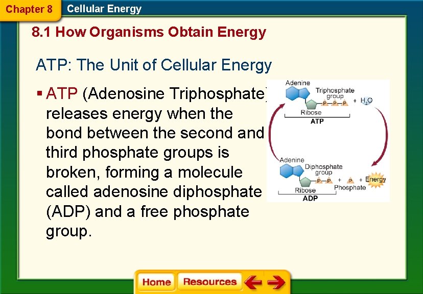 Chapter 8 Cellular Energy 8. 1 How Organisms Obtain Energy ATP: The Unit of