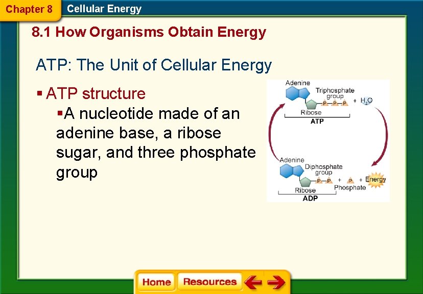 Chapter 8 Cellular Energy 8. 1 How Organisms Obtain Energy ATP: The Unit of