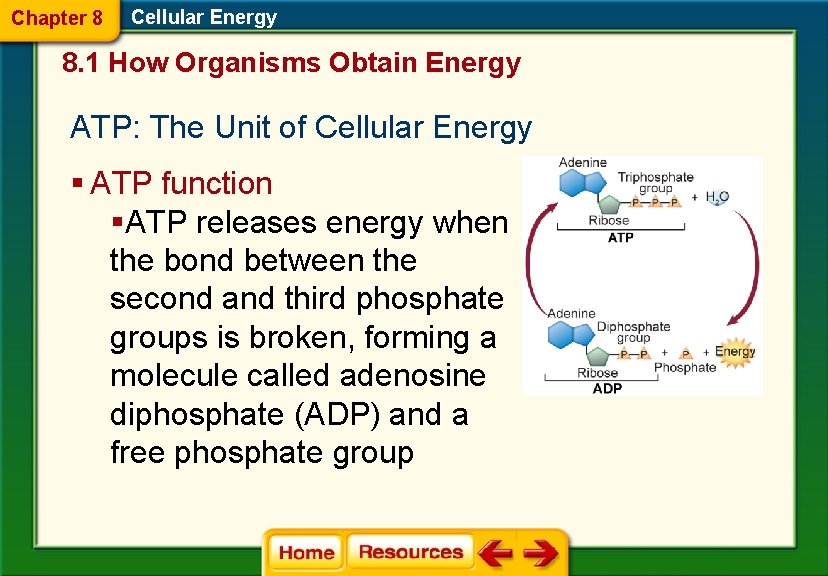 Chapter 8 Cellular Energy 8. 1 How Organisms Obtain Energy ATP: The Unit of