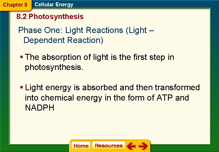 Chapter 8 Cellular Energy 8. 2 Photosynthesis Phase One: Light Reactions (Light – Dependent