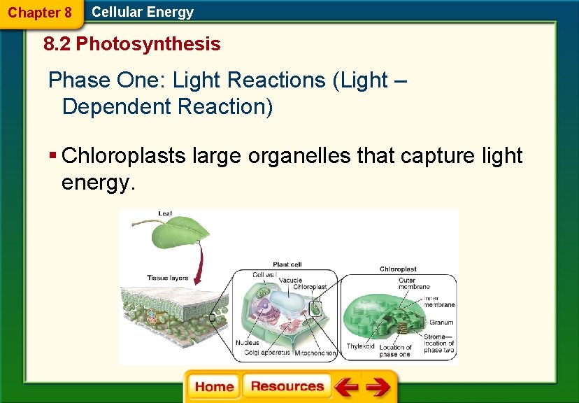 Chapter 8 Cellular Energy 8. 2 Photosynthesis Phase One: Light Reactions (Light – Dependent