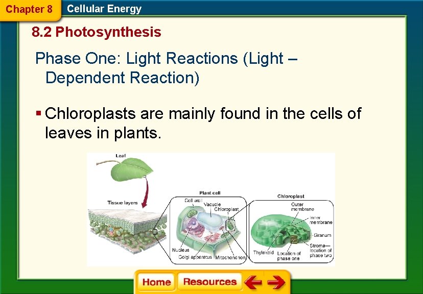 Chapter 8 Cellular Energy 8. 2 Photosynthesis Phase One: Light Reactions (Light – Dependent