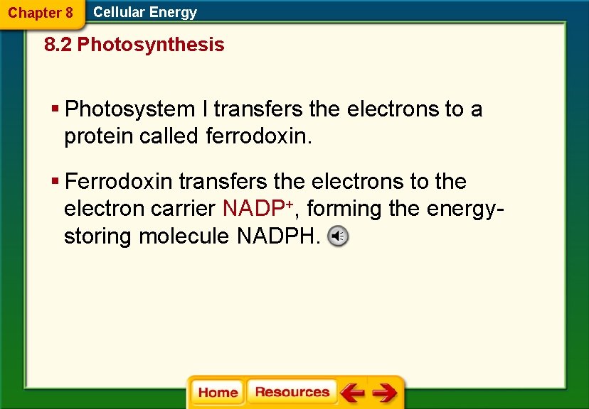 Chapter 8 Cellular Energy 8. 2 Photosynthesis § Photosystem I transfers the electrons to