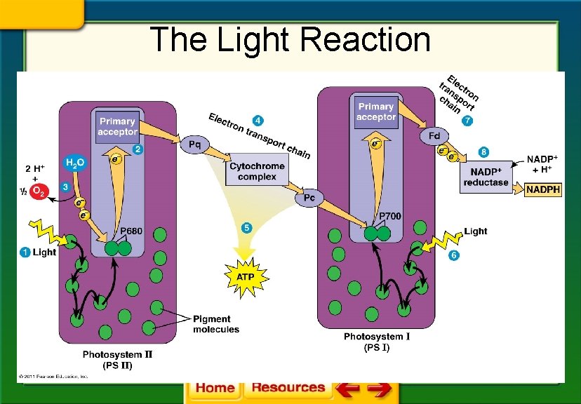 The Light Reaction 