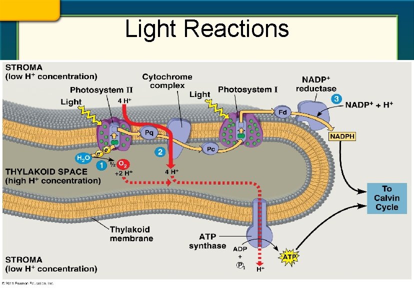 Light Reactions • kjh 