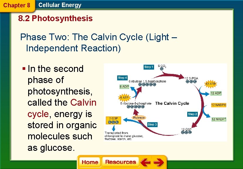 Chapter 8 Cellular Energy 8. 2 Photosynthesis Phase Two: The Calvin Cycle (Light –