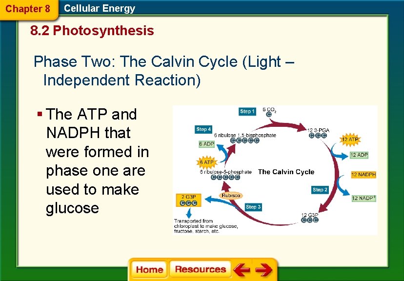 Chapter 8 Cellular Energy 8. 2 Photosynthesis Phase Two: The Calvin Cycle (Light –