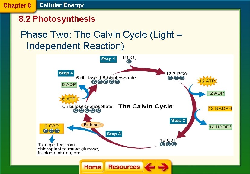 Chapter 8 Cellular Energy 8. 2 Photosynthesis Phase Two: The Calvin Cycle (Light –