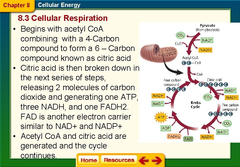 Chapter 8 Cellular Energy 8. 3 Cellular Respiration • Begins with acetyl Co. A