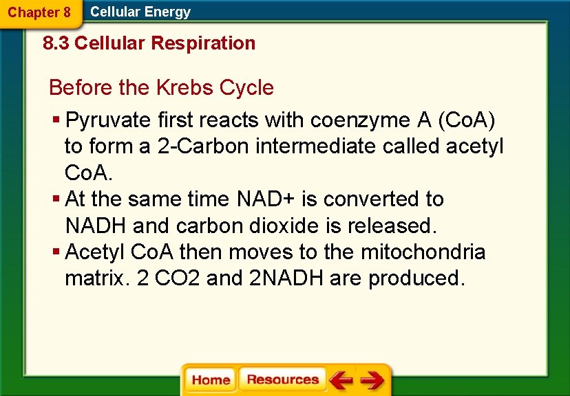 Chapter 8 Cellular Energy 8. 3 Cellular Respiration Before the Krebs Cycle § Pyruvate