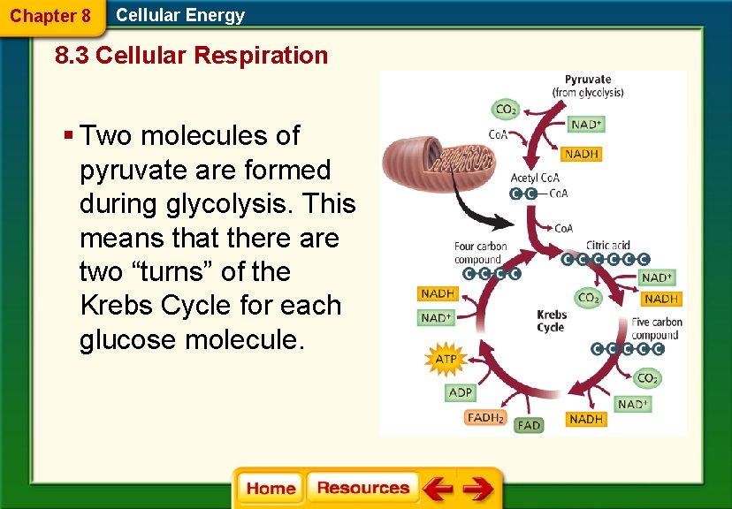 Chapter 8 Cellular Energy 8. 3 Cellular Respiration § Two molecules of pyruvate are