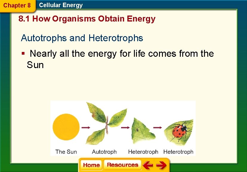 Chapter 8 Cellular Energy 8. 1 How Organisms Obtain Energy Autotrophs and Heterotrophs §