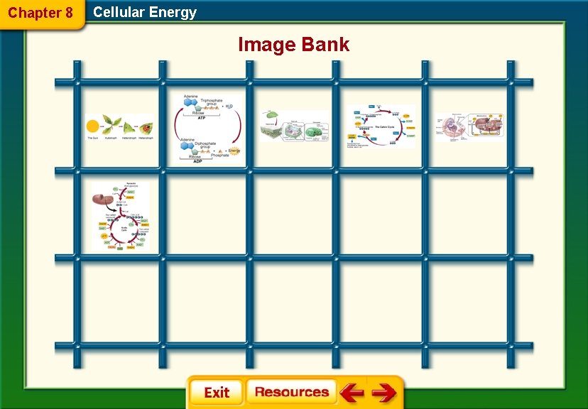 Chapter 8 Cellular Energy Image Bank 