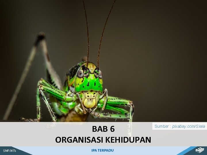 BAB 6 ORGANISASI KEHIDUPAN Sumber : pixabay. com/Siala 