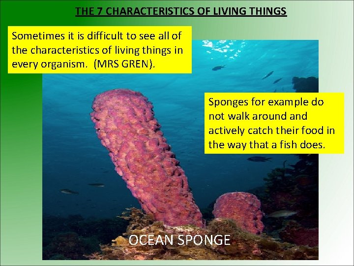 THE 7 CHARACTERISTICS OF LIVING THINGS Sometimes it is difficult to see all of