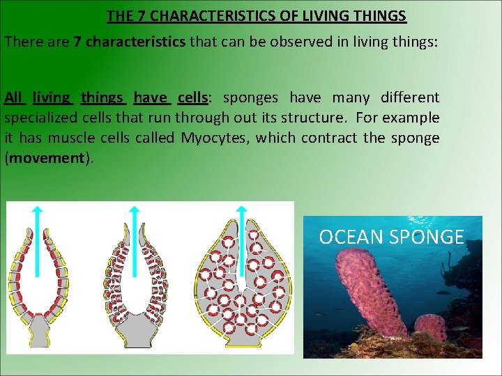 THE 7 CHARACTERISTICS OF LIVING THINGS There are 7 characteristics that can be observed