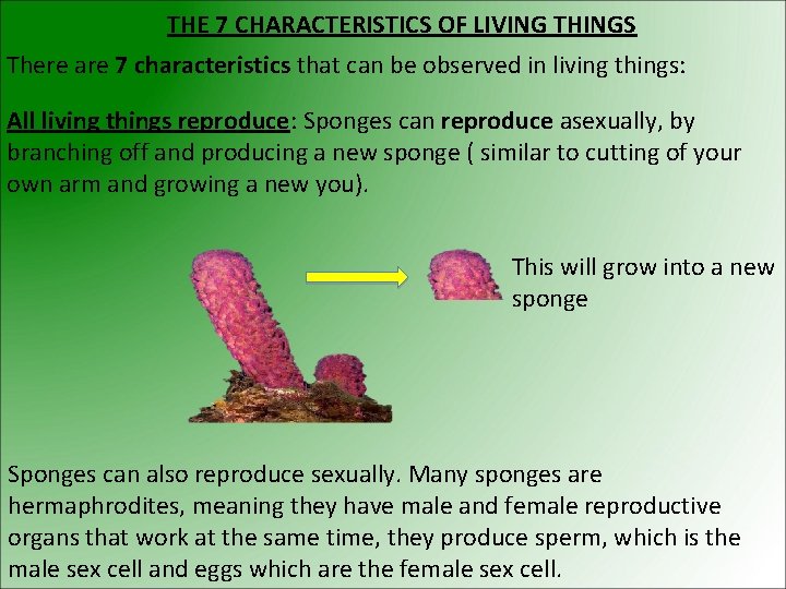 THE 7 CHARACTERISTICS OF LIVING THINGS There are 7 characteristics that can be observed