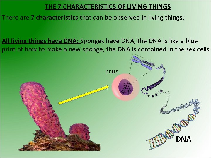 THE 7 CHARACTERISTICS OF LIVING THINGS There are 7 characteristics that can be observed