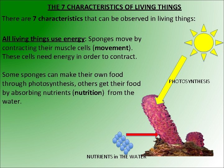 THE 7 CHARACTERISTICS OF LIVING THINGS There are 7 characteristics that can be observed