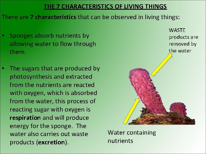 THE 7 CHARACTERISTICS OF LIVING THINGS There are 7 characteristics that can be observed