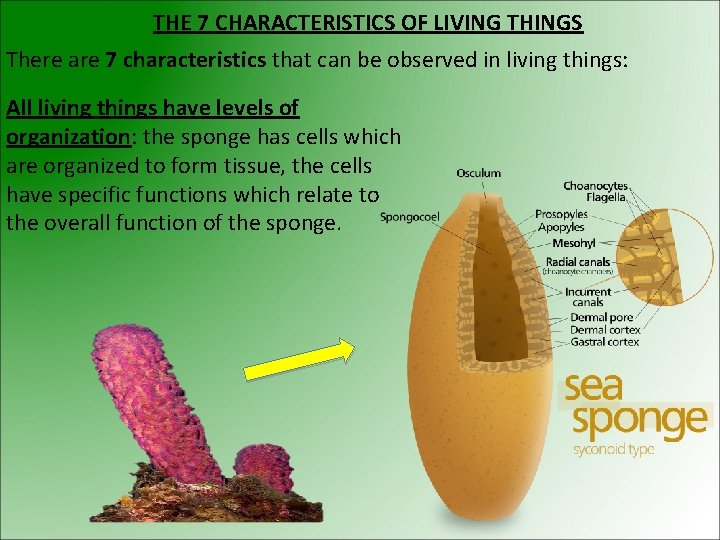 THE 7 CHARACTERISTICS OF LIVING THINGS There are 7 characteristics that can be observed