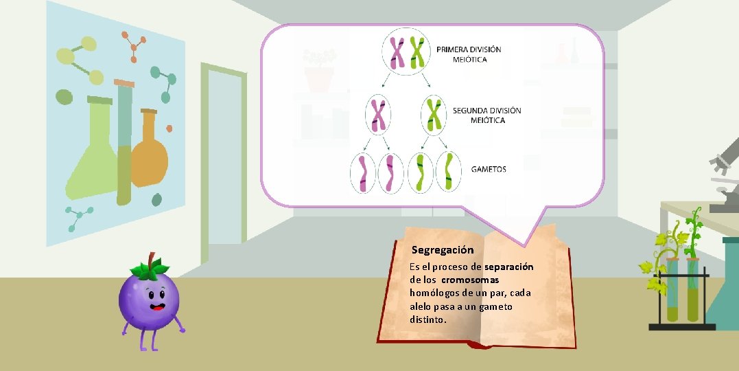 a Segregación Es el proceso de separación de los cromosomas homólogos de un par,